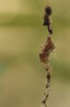 /album/araneidae/cyclosa-conica-a2-jpg/